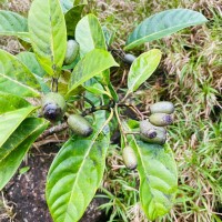 Mastixia arborea subsp. macrophylla (Thwaites) K.M.Matthew